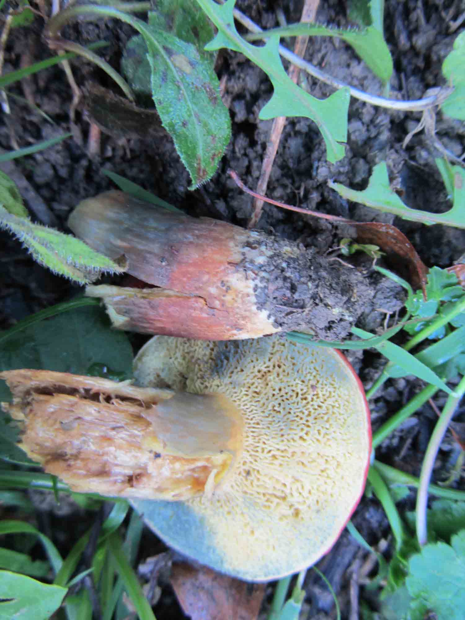 Boletus rosso